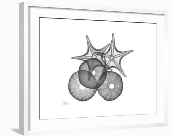 Sea Urchin and Starfish-Albert Koetsier-Framed Premium Giclee Print