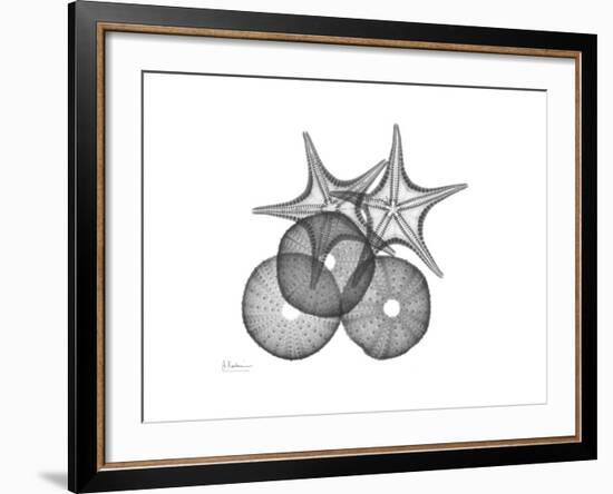 Sea Urchin and Starfish-Albert Koetsier-Framed Premium Giclee Print