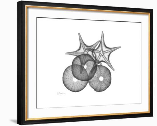 Sea Urchin and Starfish-Albert Koetsier-Framed Premium Giclee Print