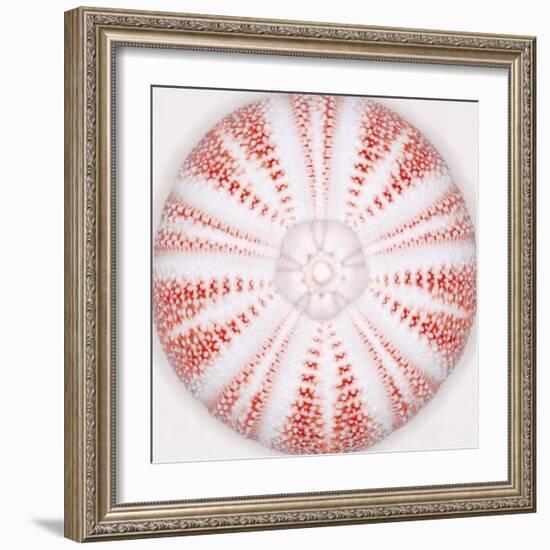 Sea Urchin - Coral-Ben Wood-Framed Giclee Print