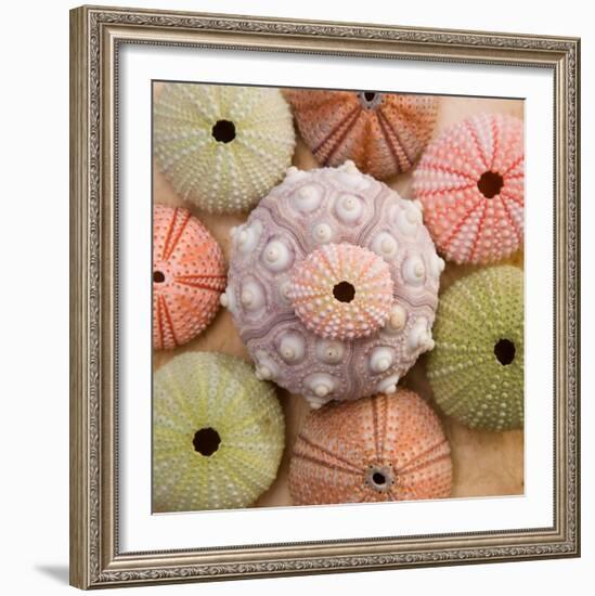 Sea Urchin Group-Bramwell-Framed Art Print