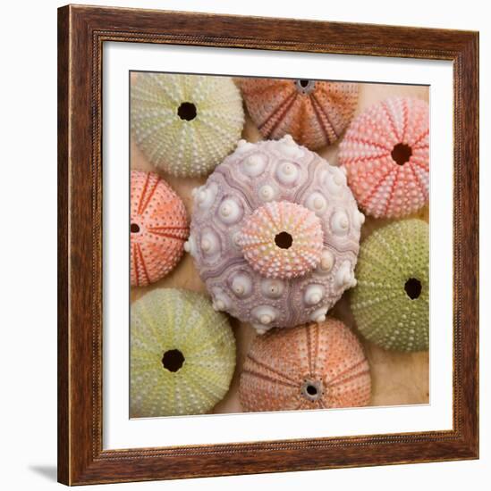 Sea Urchin Group-Bramwell-Framed Art Print