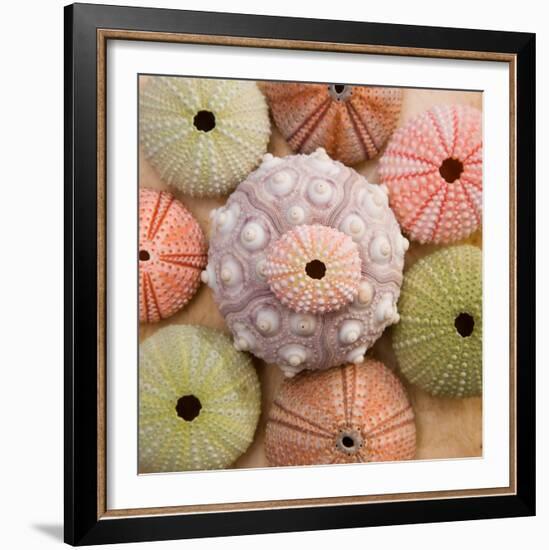 Sea Urchin Group-Bramwell-Framed Art Print