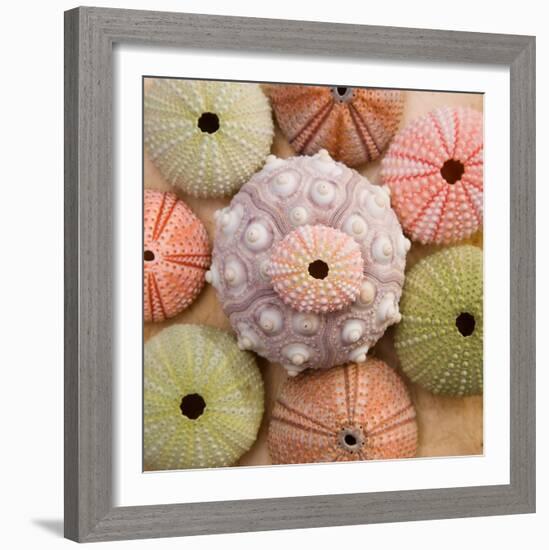 Sea Urchin Group-Bramwell-Framed Art Print