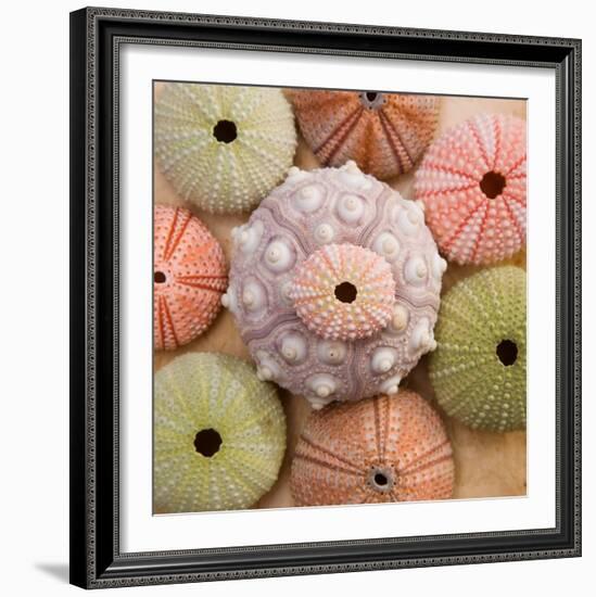 Sea Urchin Group-Bramwell-Framed Art Print