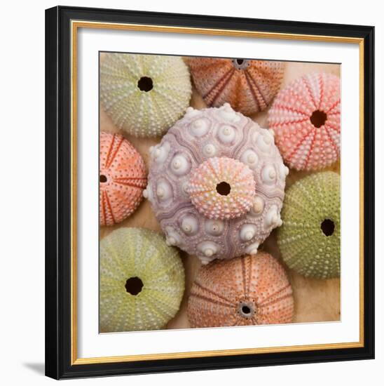 Sea Urchin Group-Bramwell-Framed Art Print