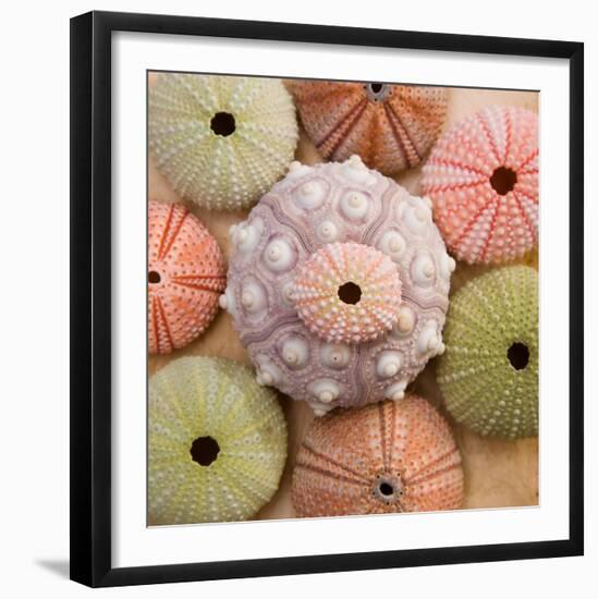 Sea Urchin Group-Bramwell-Framed Art Print