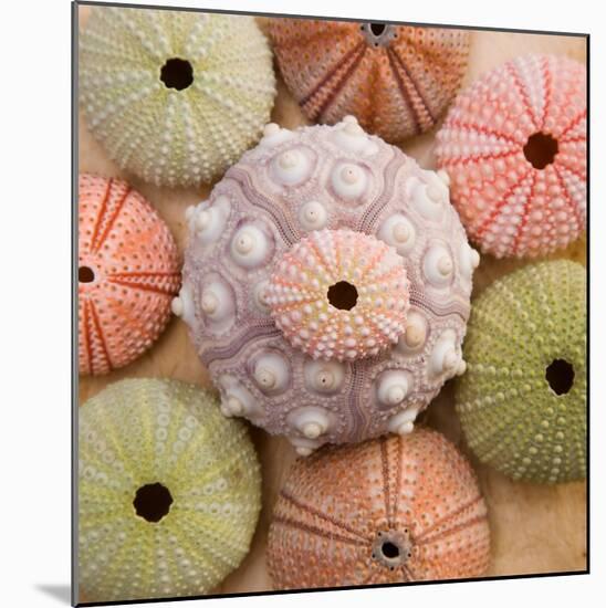 Sea Urchin Group-Bramwell-Mounted Art Print