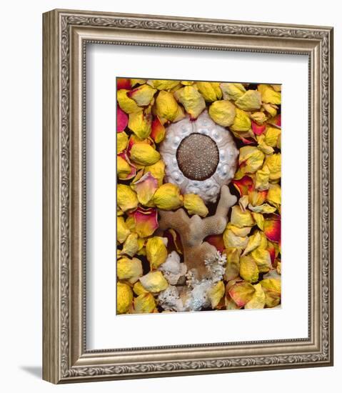 Sea Urchin rose Petals-null-Framed Art Print