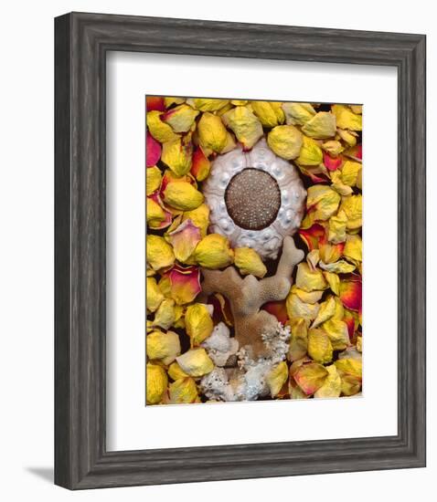 Sea Urchin rose Petals-null-Framed Art Print