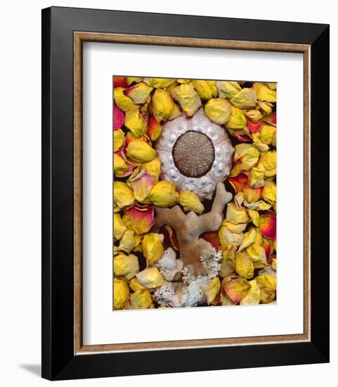 Sea Urchin rose Petals-null-Framed Art Print