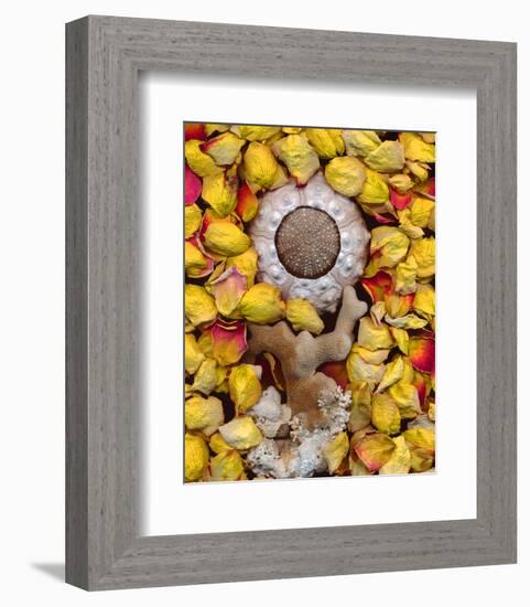 Sea Urchin rose Petals-null-Framed Art Print