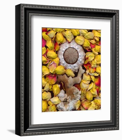 Sea Urchin rose Petals-null-Framed Art Print