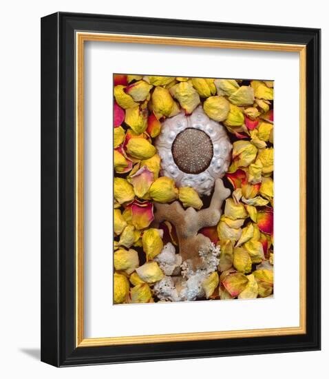 Sea Urchin rose Petals-null-Framed Art Print