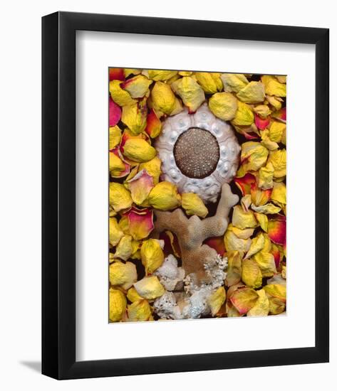 Sea Urchin rose Petals-null-Framed Art Print