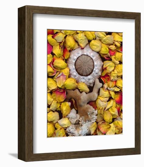 Sea Urchin rose Petals-null-Framed Art Print