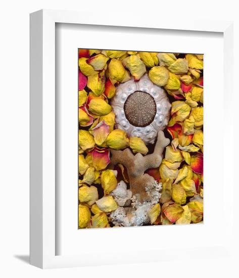 Sea Urchin rose Petals-null-Framed Art Print