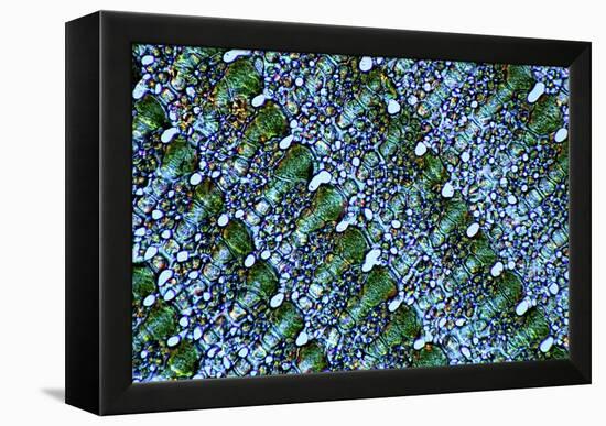 Sea Urchin Spine, Transverse Section-Dr. Keith Wheeler-Framed Premier Image Canvas