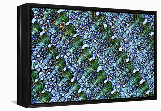 Sea Urchin Spine, Transverse Section-Dr. Keith Wheeler-Framed Premier Image Canvas