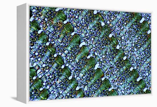 Sea Urchin Spine, Transverse Section-Dr. Keith Wheeler-Framed Premier Image Canvas