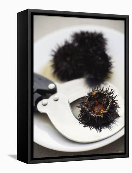 Sea Urchin with Scissors-null-Framed Premier Image Canvas