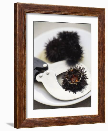 Sea Urchin with Scissors-null-Framed Photographic Print