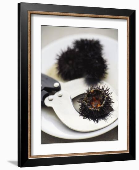 Sea Urchin with Scissors-null-Framed Photographic Print