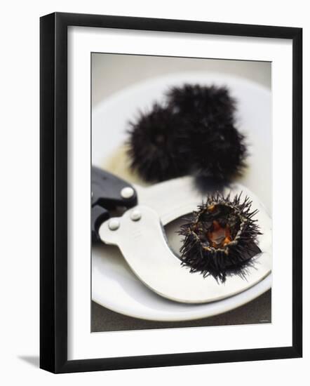 Sea Urchin with Scissors-null-Framed Photographic Print