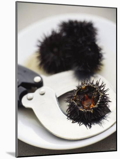 Sea Urchin with Scissors-null-Mounted Photographic Print