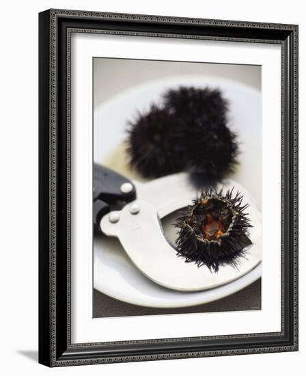 Sea Urchin with Scissors-null-Framed Photographic Print