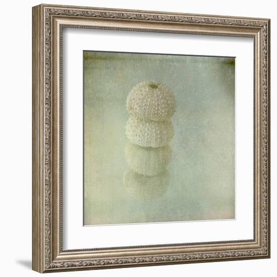 Sea Urchin-Judy Stalus-Framed Art Print