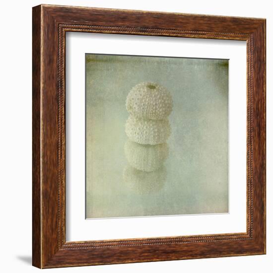 Sea Urchin-Judy Stalus-Framed Art Print