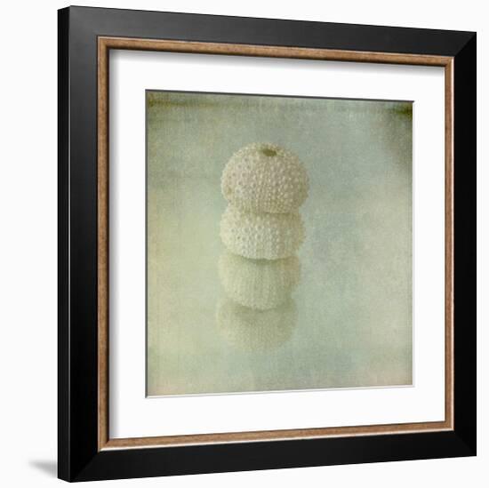 Sea Urchin-Judy Stalus-Framed Art Print