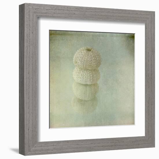 Sea Urchin-Judy Stalus-Framed Art Print