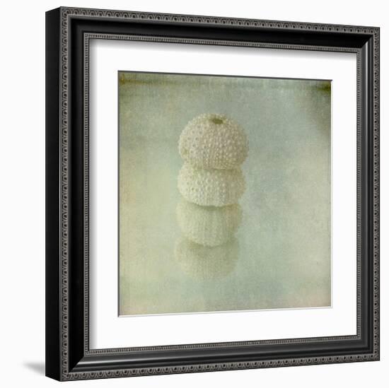 Sea Urchin-Judy Stalus-Framed Art Print