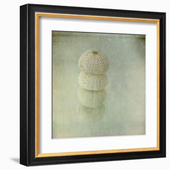 Sea Urchin-Judy Stalus-Framed Art Print