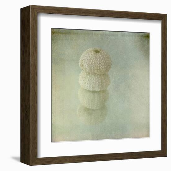 Sea Urchin-Judy Stalus-Framed Art Print