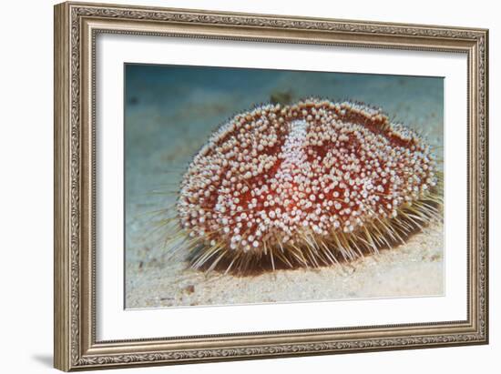 Sea Urchin-Georgette Douwma-Framed Premium Photographic Print