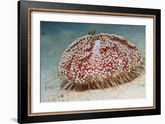 Sea Urchin-Georgette Douwma-Framed Premium Photographic Print