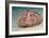 Sea Urchin-Georgette Douwma-Framed Premium Photographic Print