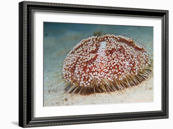 Sea Urchin-Georgette Douwma-Framed Premium Photographic Print