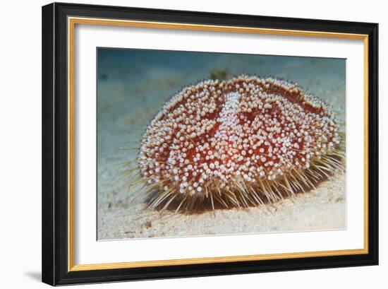 Sea Urchin-Georgette Douwma-Framed Premium Photographic Print