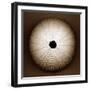 Sea Urchin-John Kuss-Framed Photographic Print
