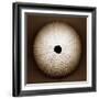 Sea Urchin-John Kuss-Framed Photographic Print