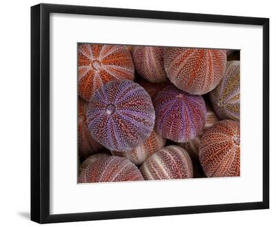 Sea Urchins For Sale At A Shop Photographic Print By Jim