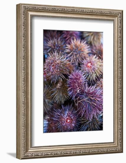 Sea Urchins for sale, Cadiz, Andalusia, Spain-null-Framed Photographic Print