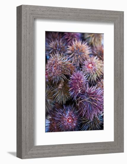 Sea Urchins for sale, Cadiz, Andalusia, Spain-null-Framed Photographic Print
