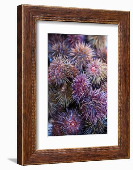 Sea Urchins for sale, Cadiz, Andalusia, Spain-null-Framed Photographic Print