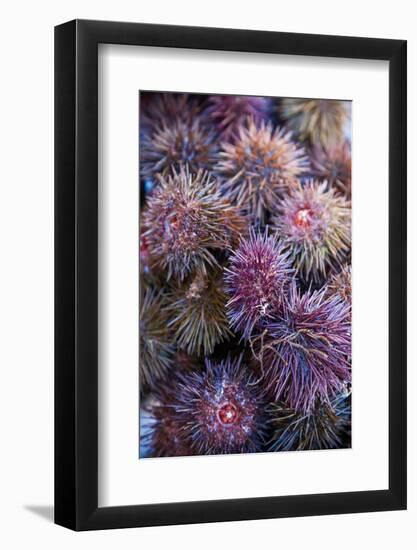 Sea Urchins for sale, Cadiz, Andalusia, Spain-null-Framed Photographic Print