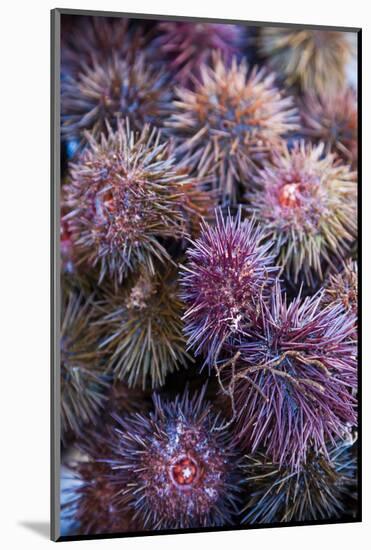 Sea Urchins for sale, Cadiz, Andalusia, Spain-null-Mounted Photographic Print